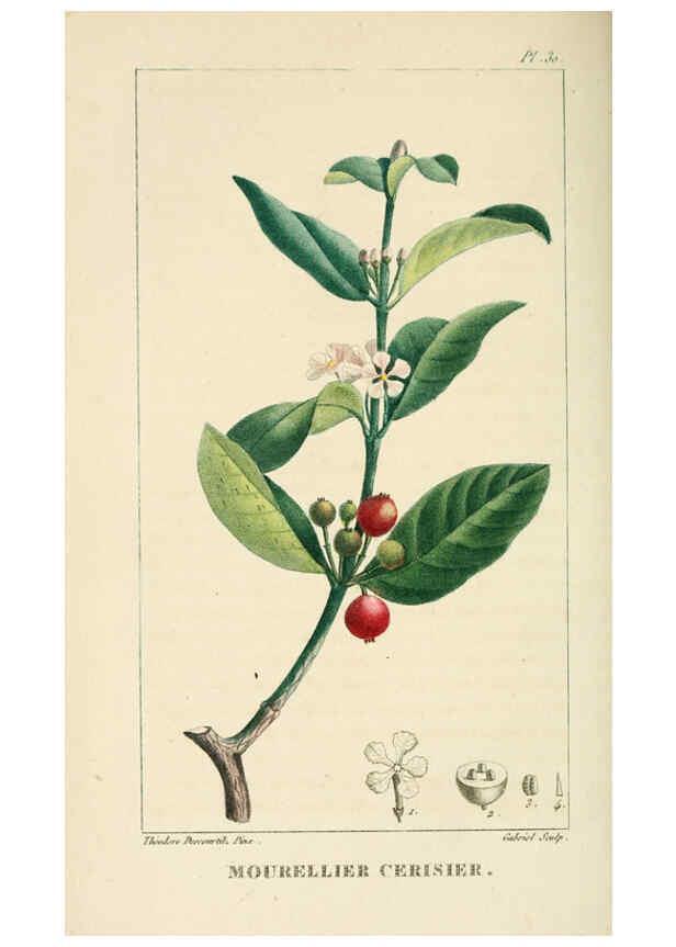 Reproducción/Reproduction 6004849849: Flore pittoresque et médicale des Antilles v.1 Paris Pichard,1821-1829