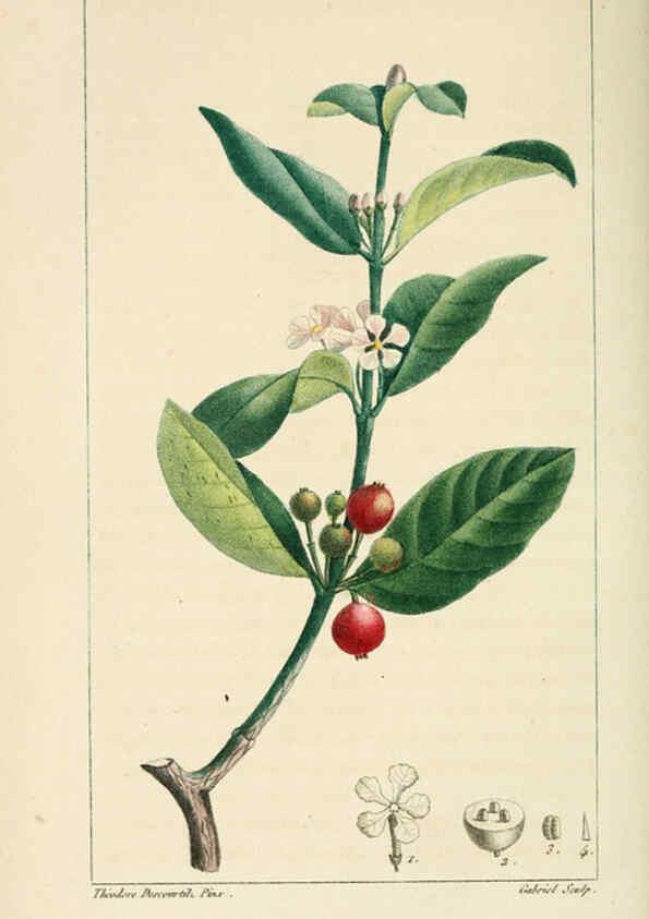Reproducción/Reproduction 6004849849: Flore pittoresque et médicale des Antilles v.1 Paris Pichard,1821-1829
