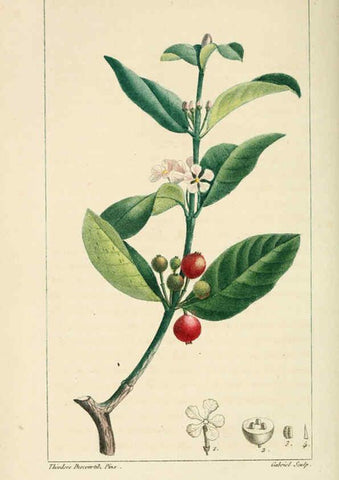 Reproducción/Reproduction 6004849849: Flore pittoresque et médicale des Antilles v.1 Paris Pichard,1821-1829