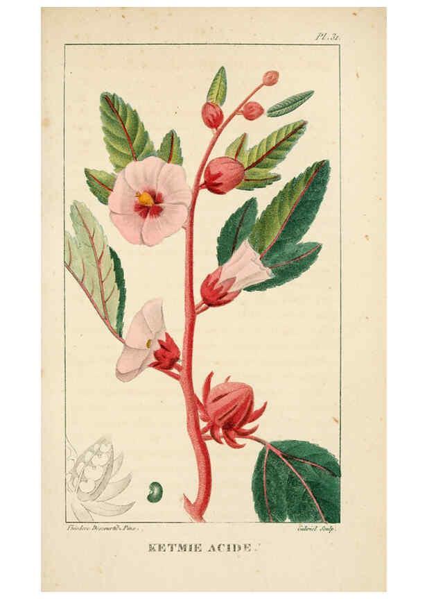 Reproducción/Reproduction 6005394928: Flore pittoresque et médicale des Antilles v.1 Paris Pichard,1821-1829