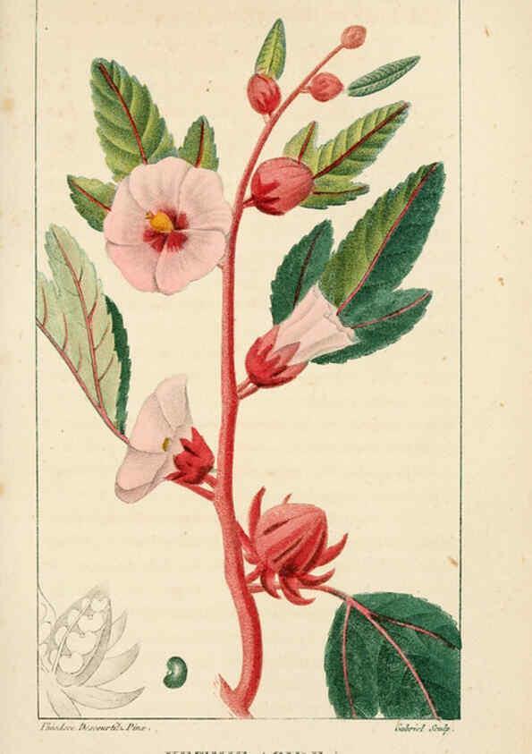 Reproducción/Reproduction 6005394928: Flore pittoresque et médicale des Antilles v.1 Paris Pichard,1821-1829