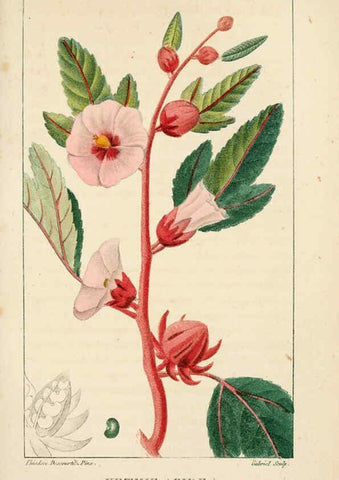 Reproducción/Reproduction 6005394928: Flore pittoresque et médicale des Antilles v.1 Paris Pichard,1821-1829