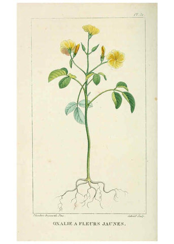 Reproducción/Reproduction 6005395106: Flore pittoresque et médicale des Antilles v.1 Paris Pichard,1821-1829