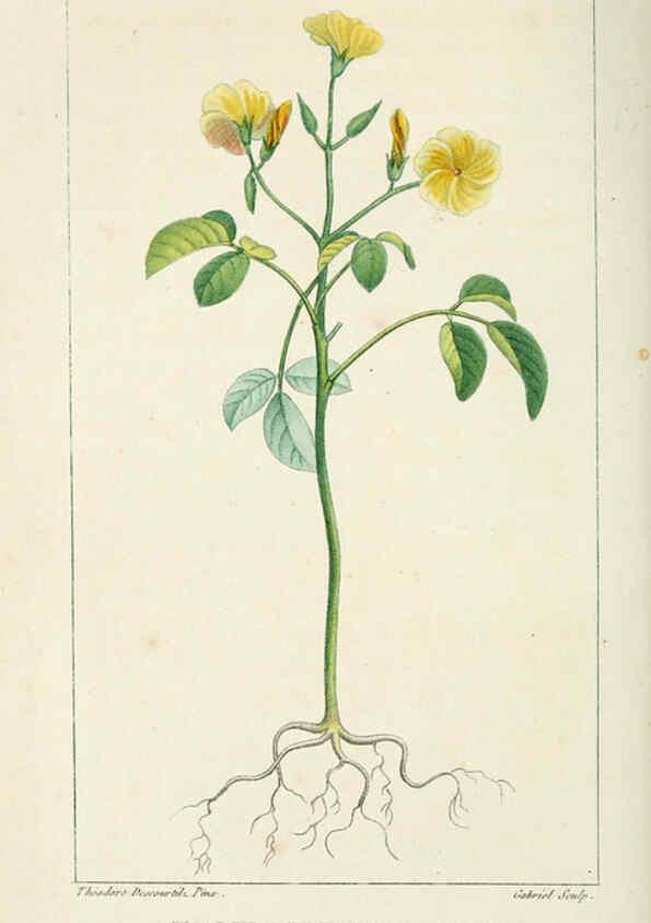Reproducción/Reproduction 6005395106: Flore pittoresque et médicale des Antilles v.1 Paris Pichard,1821-1829