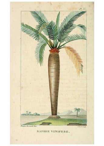 Reproducción/Reproduction 6004850495: Flore pittoresque et médicale des Antilles v.1 Paris Pichard,1821-1829