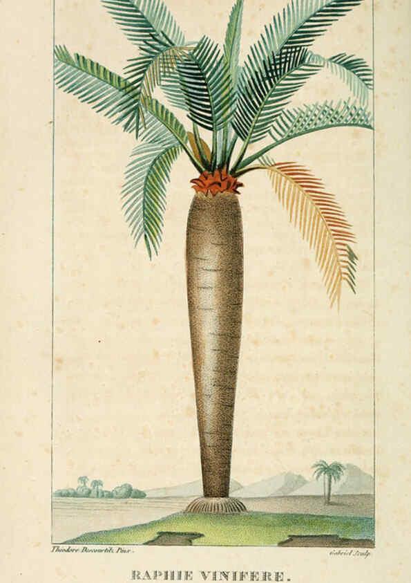 Reproducción/Reproduction 6004850495: Flore pittoresque et médicale des Antilles v.1 Paris Pichard,1821-1829