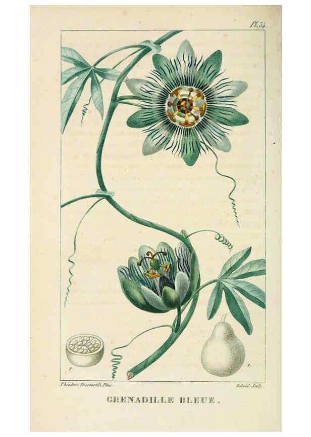 Reproducción/Reproduction 6004850755: Flore pittoresque et médicale des Antilles v.1 Paris Pichard,1821-1829