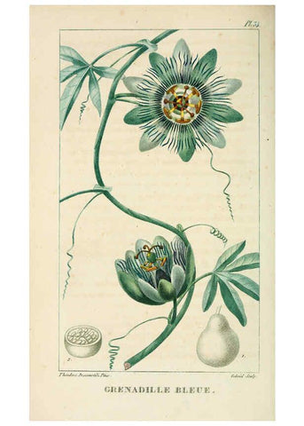 Reproducción/Reproduction 6004850755: Flore pittoresque et médicale des Antilles v.1 Paris Pichard,1821-1829