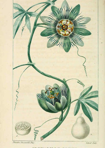 Reproducción/Reproduction 6004850755: Flore pittoresque et médicale des Antilles v.1 Paris Pichard,1821-1829