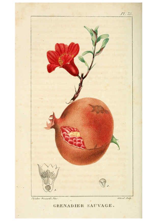 Reproducción/Reproduction 6005395912: Flore pittoresque et médicale des Antilles v.1 Paris Pichard,1821-1829