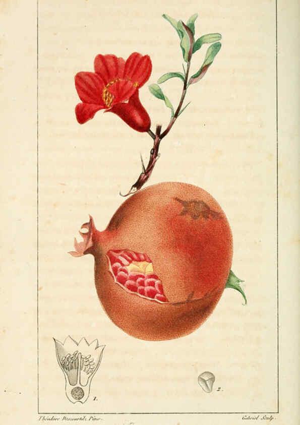 Reproducción/Reproduction 6005395912: Flore pittoresque et médicale des Antilles v.1 Paris Pichard,1821-1829