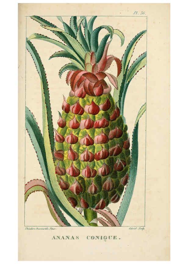 Reproducción/Reproduction 6004851221: Flore pittoresque et médicale des Antilles v.1 Paris Pichard,1821-1829