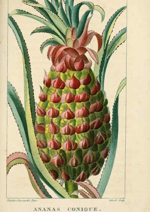 Reproducción/Reproduction 6004851221: Flore pittoresque et médicale des Antilles v.1 Paris Pichard,1821-1829