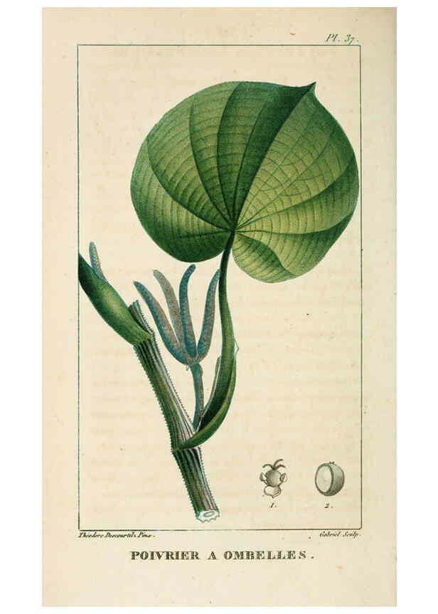 Reproducción/Reproduction 6004851403: Flore pittoresque et médicale des Antilles v.1 Paris Pichard,1821-1829