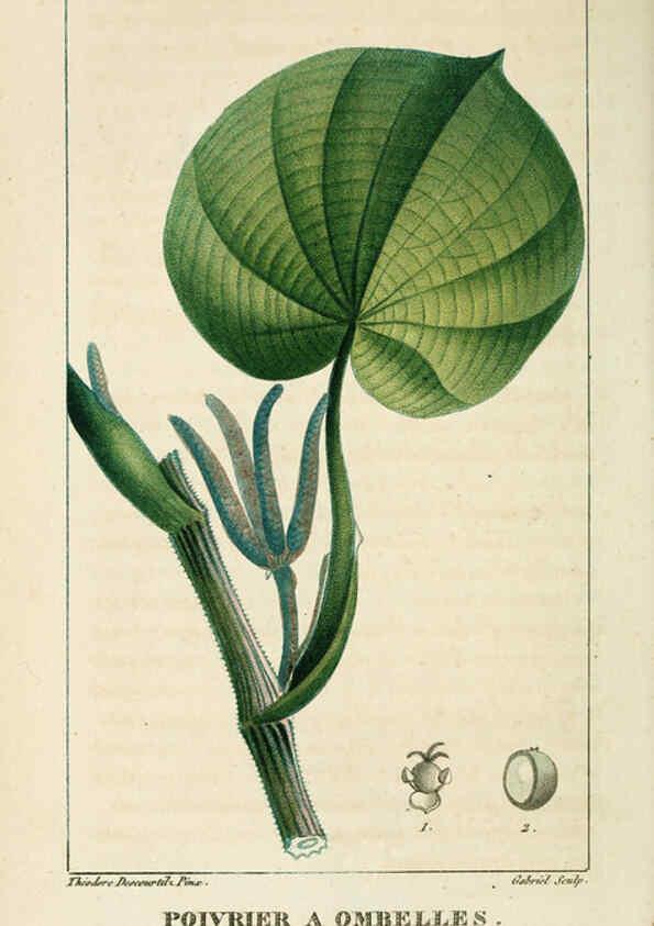 Reproducción/Reproduction 6004851403: Flore pittoresque et médicale des Antilles v.1 Paris Pichard,1821-1829