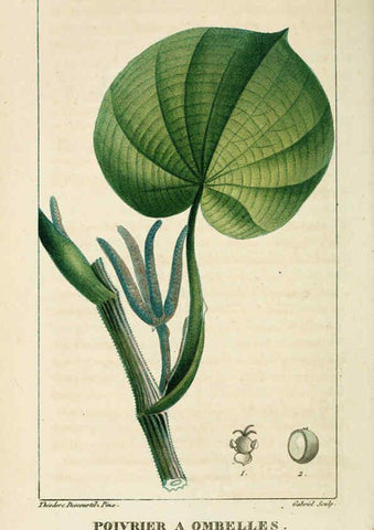 Reproducción/Reproduction 6004851403: Flore pittoresque et médicale des Antilles v.1 Paris Pichard,1821-1829