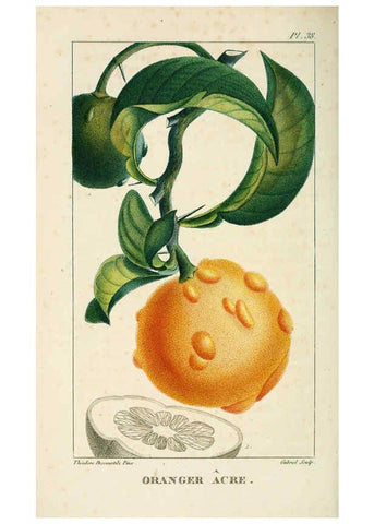 Reproducción/Reproduction 6004851963: Flore pittoresque et médicale des Antilles v.1 Paris Pichard,1821-1829