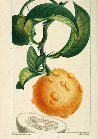 Reproducción/Reproduction 6004851963: Flore pittoresque et médicale des Antilles v.1 Paris Pichard,1821-1829