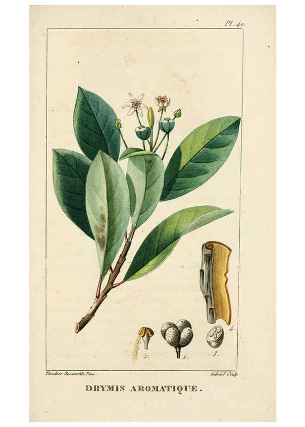 Reproducción/Reproduction 6004852429: Flore pittoresque et médicale des Antilles v.1 Paris Pichard,1821-1829
