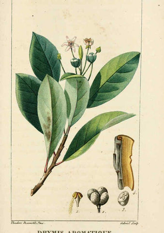 Reproducción/Reproduction 6004852429: Flore pittoresque et médicale des Antilles v.1 Paris Pichard,1821-1829