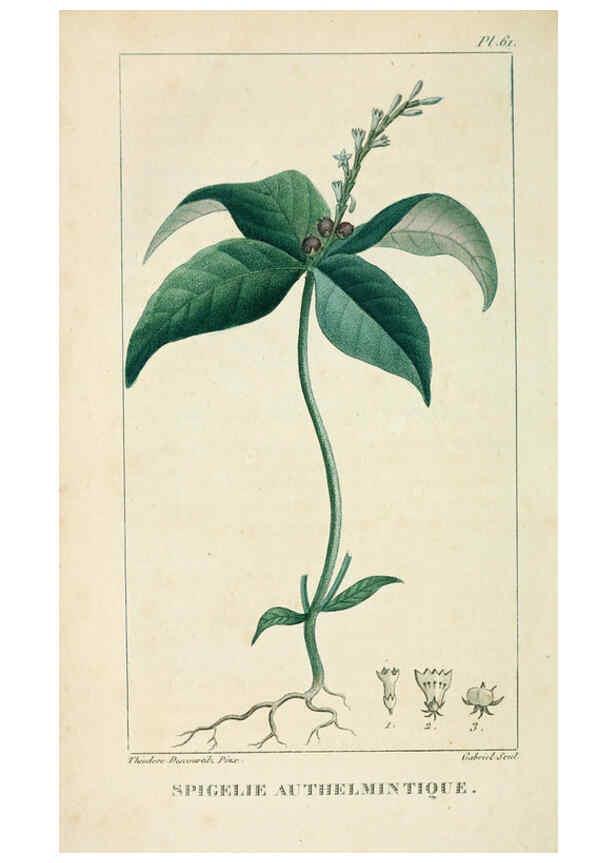 Reproducción/Reproduction 6005402484: Flore pittoresque et médicale des Antilles v.1 Paris Pichard,1821-1829