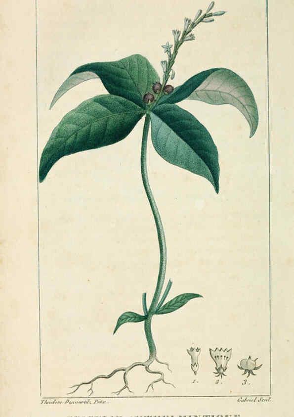 Reproducción/Reproduction 6005402484: Flore pittoresque et médicale des Antilles v.1 Paris Pichard,1821-1829