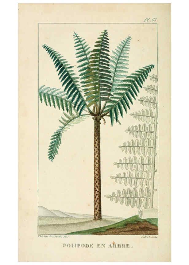 Reproducción/Reproduction 6004858177: Flore pittoresque et médicale des Antilles v.1 Paris Pichard,1821-1829
