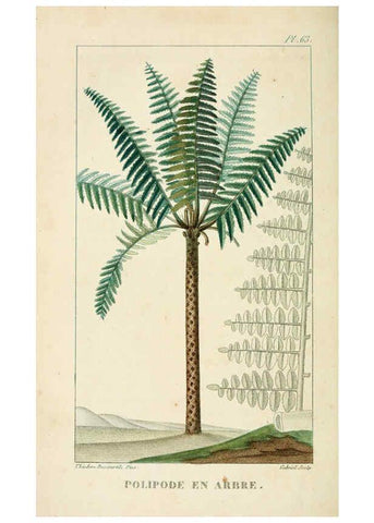 Reproducción/Reproduction 6004858177: Flore pittoresque et médicale des Antilles v.1 Paris Pichard,1821-1829