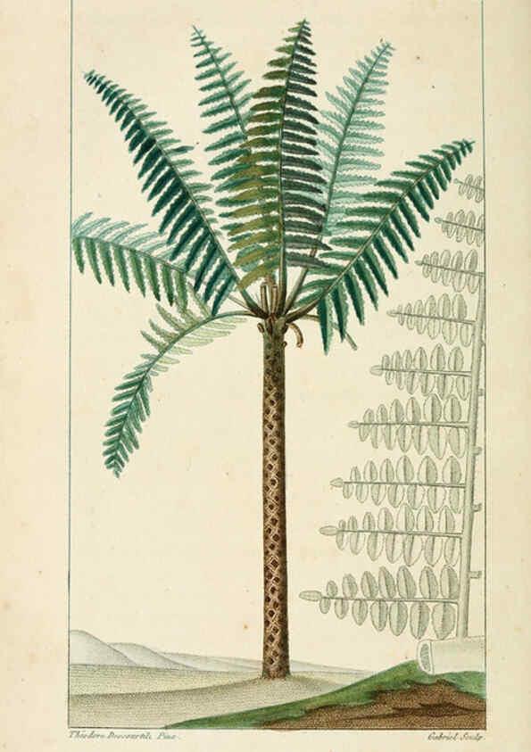 Reproducción/Reproduction 6004858177: Flore pittoresque et médicale des Antilles v.1 Paris Pichard,1821-1829