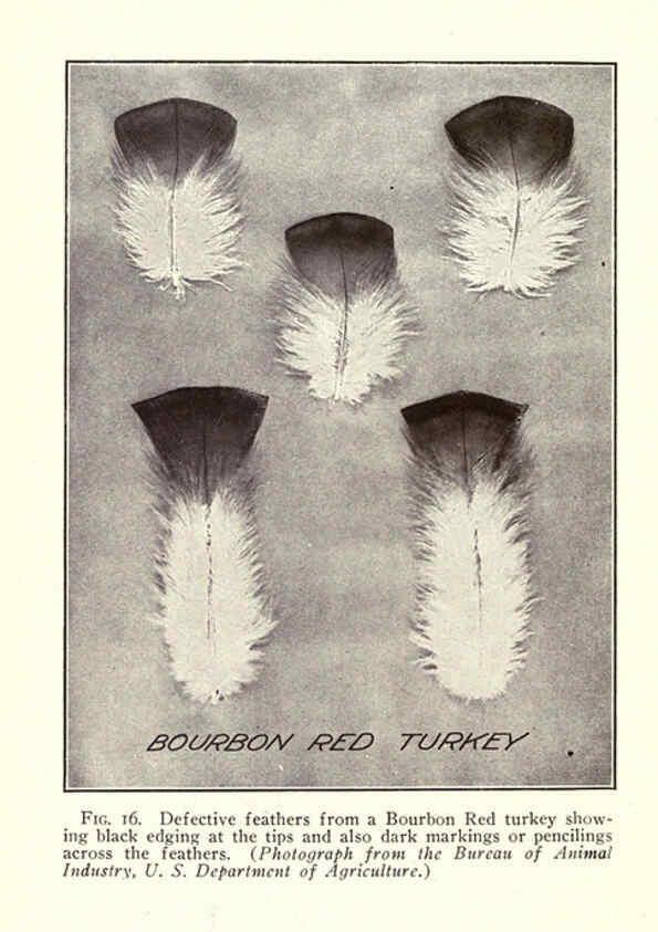 Reproducción/Reproduction 6005504010: Turkey raising New York,Orange Judd publishing company; [etc., etc.]1922