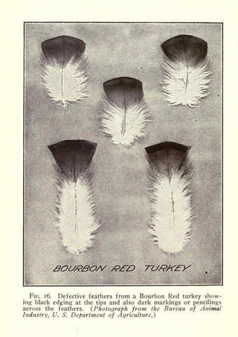 Reproducción/Reproduction 6005504010: Turkey raising New York,Orange Judd publishing company; [etc., etc.]1922