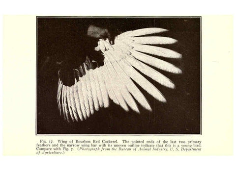 Reproducción/Reproduction 6005504318: Turkey raising New York,Orange Judd publishing company; [etc., etc.]1922