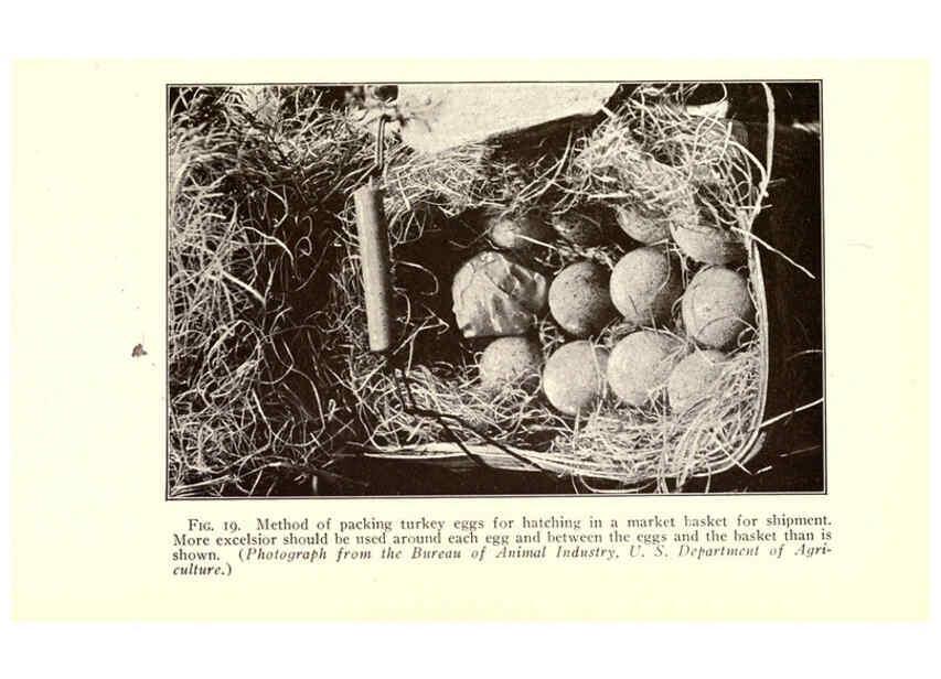 Reproducción/Reproduction 6004959645: Turkey raising New York,Orange Judd publishing company; [etc., etc.]1922