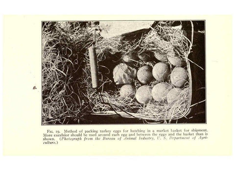 Reproducción/Reproduction 6004959645: Turkey raising New York,Orange Judd publishing company; [etc., etc.]1922
