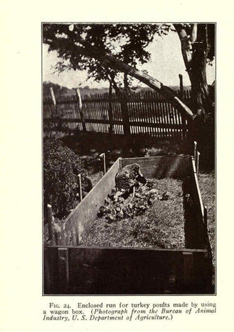 Reproducción/Reproduction 6004963415: Turkey raising New York,Orange Judd publishing company; [etc., etc.]1922
