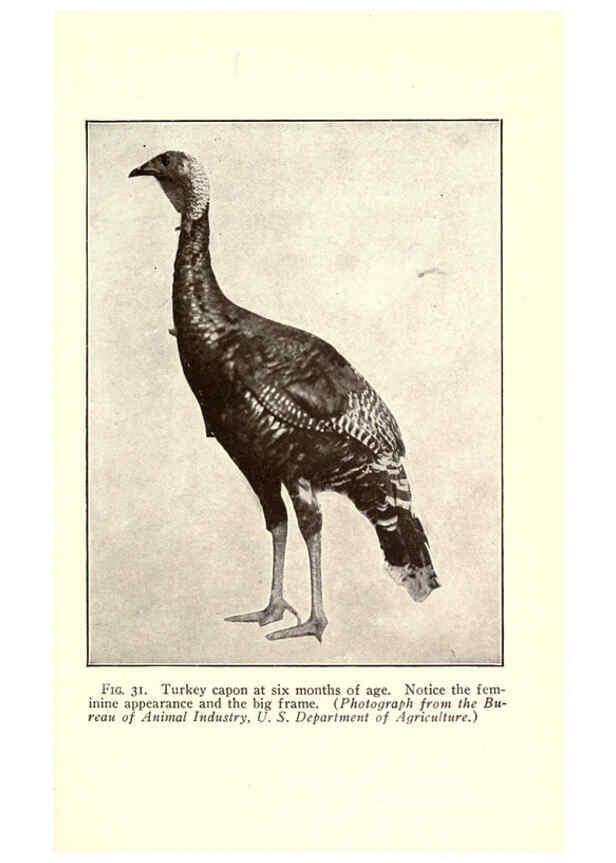 Reproducción/Reproduction 6005510648: Turkey raising New York,Orange Judd publishing company; [etc., etc.]1922
