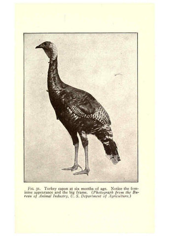Reproducción/Reproduction 6005510648: Turkey raising New York,Orange Judd publishing company; [etc., etc.]1922