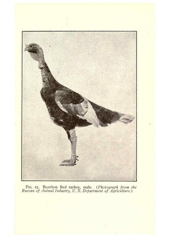 Reproducción/Reproduction 6005503724: Turkey raising New York,Orange Judd publishing company; [etc., etc.]1922