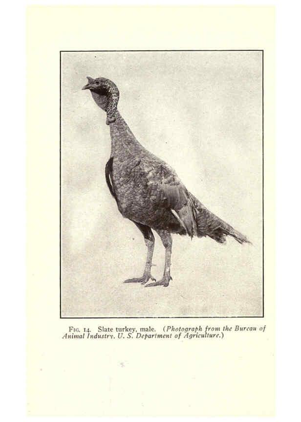 Reproducción/Reproduction 6005503398: Turkey raising New York,Orange Judd publishing company; [etc., etc.]1922