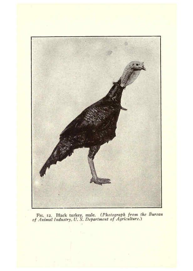 Reproducción/Reproduction 6004957595: Turkey raising New York,Orange Judd publishing company; [etc., etc.]1922