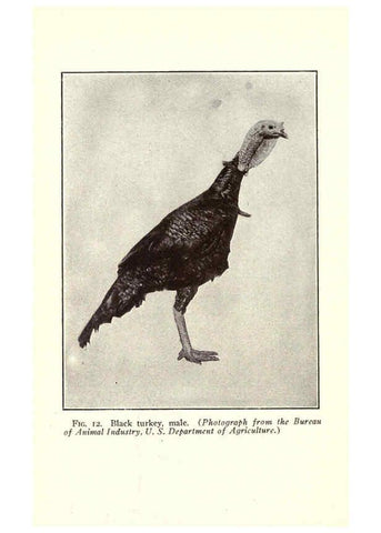 Reproducción/Reproduction 6004957595: Turkey raising New York,Orange Judd publishing company; [etc., etc.]1922