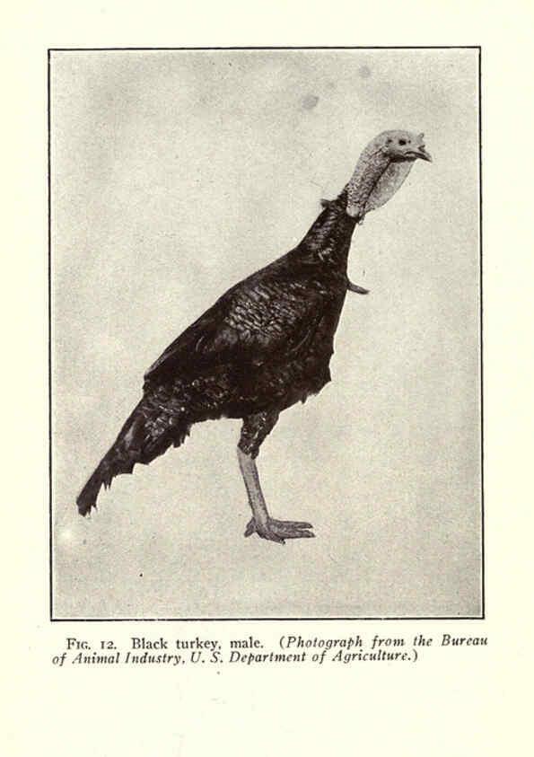 Reproducción/Reproduction 6004957595: Turkey raising New York,Orange Judd publishing company; [etc., etc.]1922