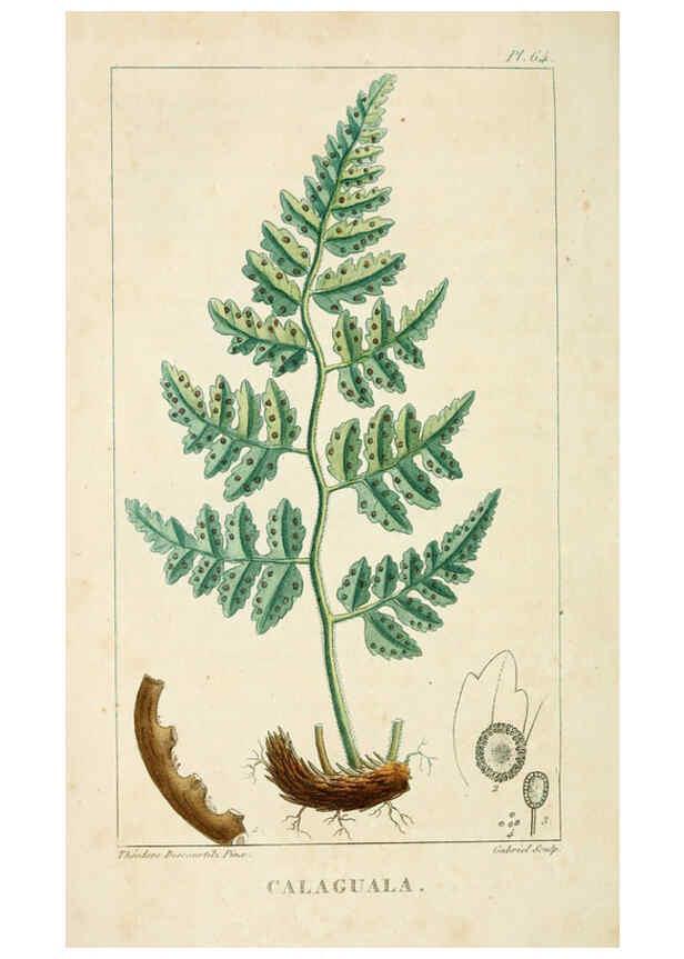 Reproducción/Reproduction 6005403922: Flore pittoresque et médicale des Antilles v.1 Paris Pichard,1821-1829