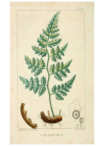 Reproducción/Reproduction 6005403922: Flore pittoresque et médicale des Antilles v.1 Paris Pichard,1821-1829