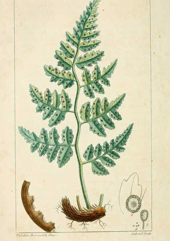Reproducción/Reproduction 6005403922: Flore pittoresque et médicale des Antilles v.1 Paris Pichard,1821-1829