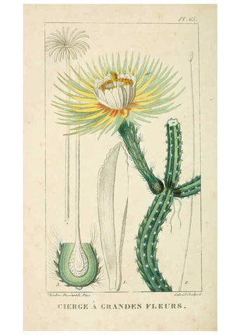 Reproducción/Reproduction 6004858879: Flore pittoresque et médicale des Antilles v.1 Paris Pichard,1821-1829