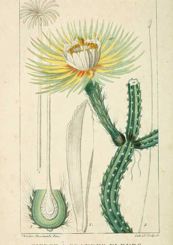 Reproducción/Reproduction 6004858879: Flore pittoresque et médicale des Antilles v.1 Paris Pichard,1821-1829