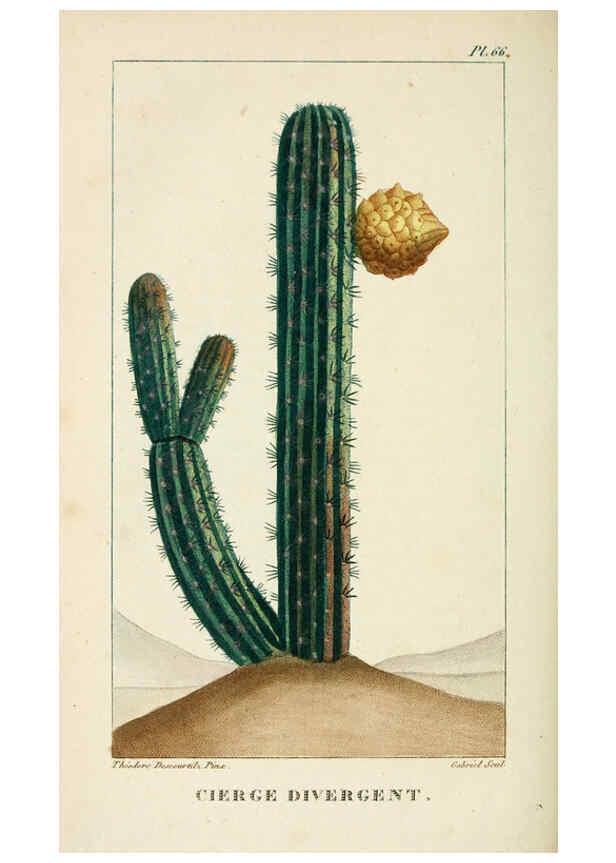 Reproducción/Reproduction 6005404498: Flore pittoresque et médicale des Antilles v.1 Paris Pichard,1821-1829