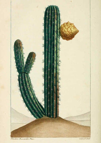Reproducción/Reproduction 6005404498: Flore pittoresque et médicale des Antilles v.1 Paris Pichard,1821-1829