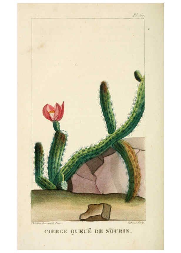 Reproducción/Reproduction 6005404830: Flore pittoresque et médicale des Antilles v.1 Paris Pichard,1821-1829